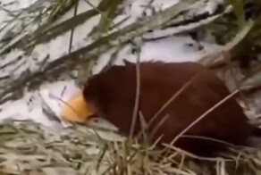 В Санкт-Петербурге ондатра украла булочку и ловко проплыла между уточками