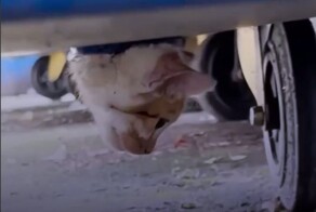 Котёнок попал в западню, но его вовремя заметили добрые люди