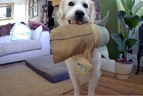 На скрытую камеру попала реакция собаки, когда она слышит, что хозяева подходят к дому