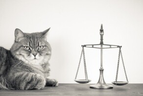 Судам запретили использовать котов в качестве смягчающих обстоятельств при вынесении приговоров