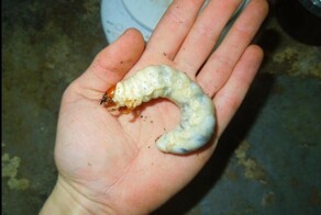 Личинка, которая отъедается 8 лет