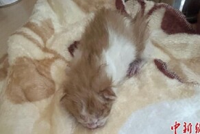 В Китае создали клон кота, используя только собственное оборудование