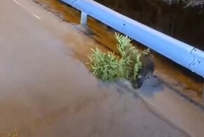 К Новому году готовится: в Приморье водитель встретил бобра с ёлочкой