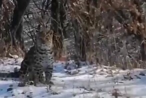Три краснокнижных дальневосточных леопарда вышли на дорогу к людям