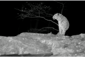 Как дальневосточный леопард проводит ночь?