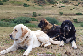 Испанский мастиф: верность, спокойствие, сила