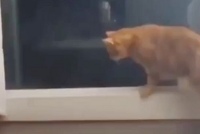 Коту не удалось застать пса врасплох