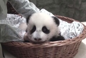 В Московском зоопарке у трёхмесячной панды появились зубки