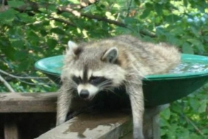 Жаркое лето закончилось (25 фото)