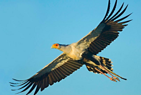 Птица-секретарь: жемчужина Африки