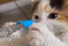 Очень жадный котёнок