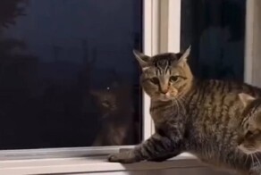 Коты задумали какой-то ритуал