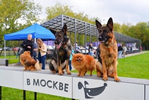 С большой радостью приходит большая ответственность. Как в Москве заботятся о домашних животных⁠⁠