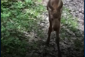 Её нашли туристы и спасли