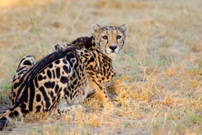 Королевский гепард: дикая кошка неземной красоты