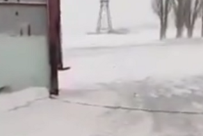 Собачий служебный роман