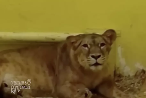 В белгородском зоопарке львица Лулу родила троих котят в День матери