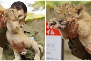 Сытый львёнок уснул на руках у смотрительницы