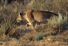 Чудом вырвалась из лап львицы (6 фото)