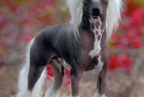 Дорогие домашние животные (10 фото)