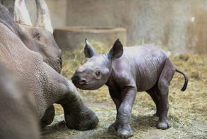 В английском зоопарке родилось одно из самых редких млекопитающих на планете