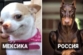 Какая порода собак самая популярная в каждой стране мира