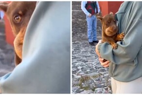 Щенок играл с пчелой и проиграл&nbsp;