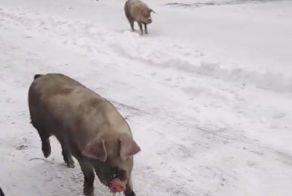 Адвокат пригласил свиней на заседание суда и нажил неприятности