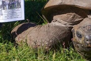 Черепаха Джонатан стала самым старым существом на земле, отметив свой 191 день рождения