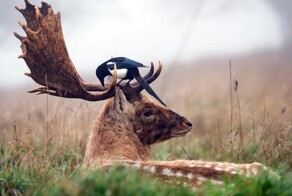 Зверские фото