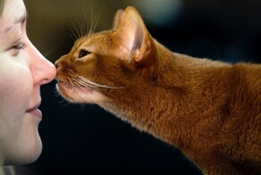 Поцелуи истинной любви