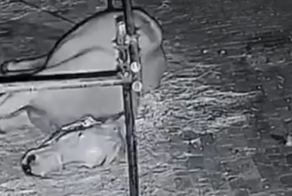 Лошадь устроила побег из загона