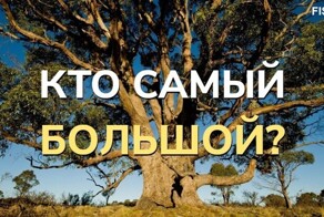 Небольшой тест по всему самому большому