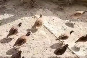 У птиц произошёл сбой в матрице