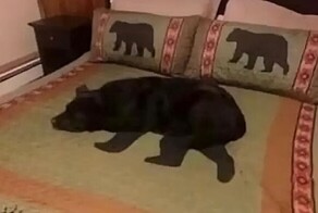 25 мастеров камуфляжа с идеальной маскировкой