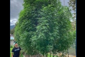 О конопле (просто немного статистики)