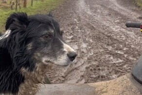 Животные и еда: TikTok показал самые популярные ролики 2023 года