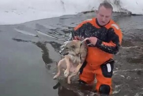 В Подмосковье спасли собаку, провалившуюся под лёд