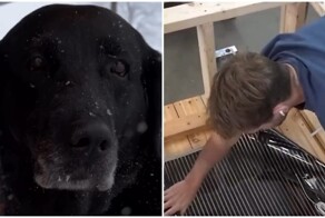 Новая будка для хорошего мальчика