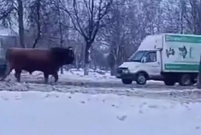 Погоня сотрудников ДПС за быком попала на видео