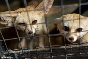 Почему не стоит держать фенеков как домашних питомцев