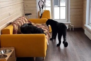 "Ну и борзота": пантера забрала одеяло у собаки