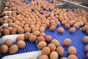 Россельхознадзор разрешил импортировать яйца из Турции