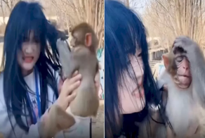 Мартышка оттаскала за волосы слишком разговорчивую хозяйку