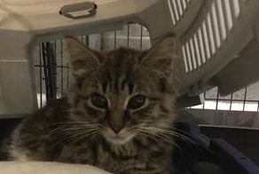 "Атомные кошки" терроризируют английские деревни