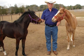 Галицено: лошади размером с пони