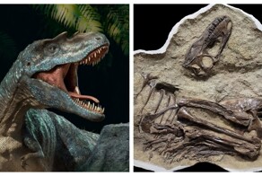 Последняя трапеза динозавра возрастом 75 млн лет