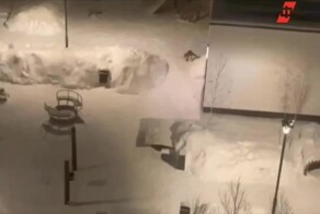  Лиса устроила погоню за зайцем в одном из подмосковных дворов