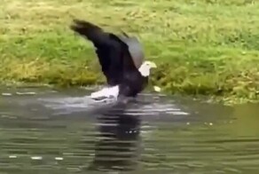 Белоголовый орлан ловит рыбу в озере