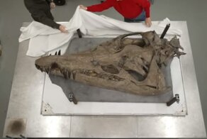 Гигантский череп ископаемого «морского монстра» нашли в Великобритании